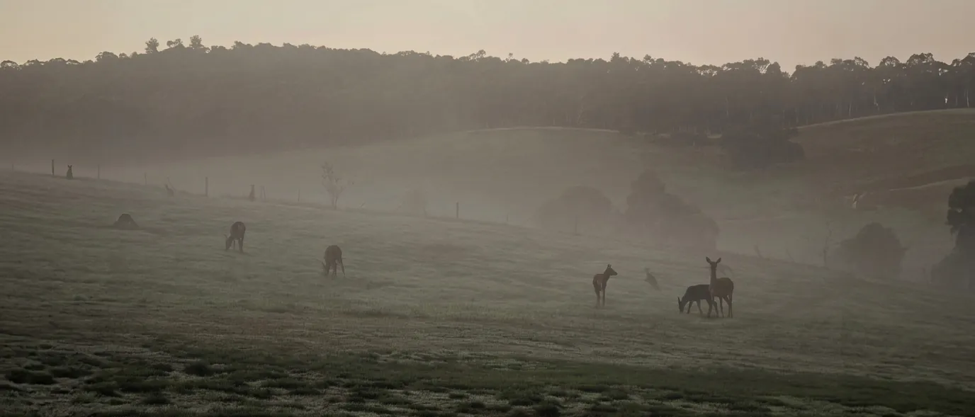 Morning mist lying across the valley toward the timbered ranges.