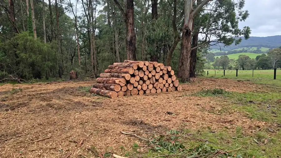 A tidied bush edge after clearing, mulched ground and a neat log pile.