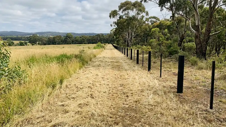 A freshly slashed firebreak along a bush boundary in summer grass.