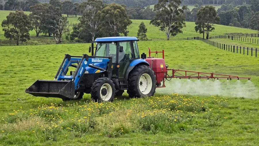 Tractor with a small sprayer working a paddock edge near capeweed.